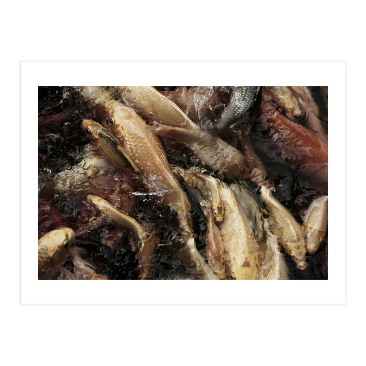 Fish01 (Print Only)