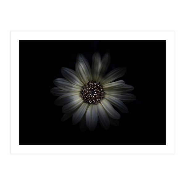 Backyard Flowers No 27 Color Version (Print Only)