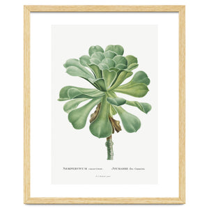 Pierre-Joseph Redouté – Sempervivum Canariense (1799) by William Morrin