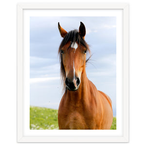 Brown Horse by Alexey