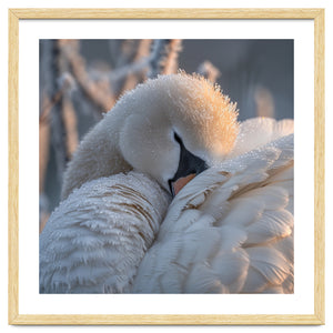 Close Up Of A Swan Covered In Frost And Dew by Rizwana Khan