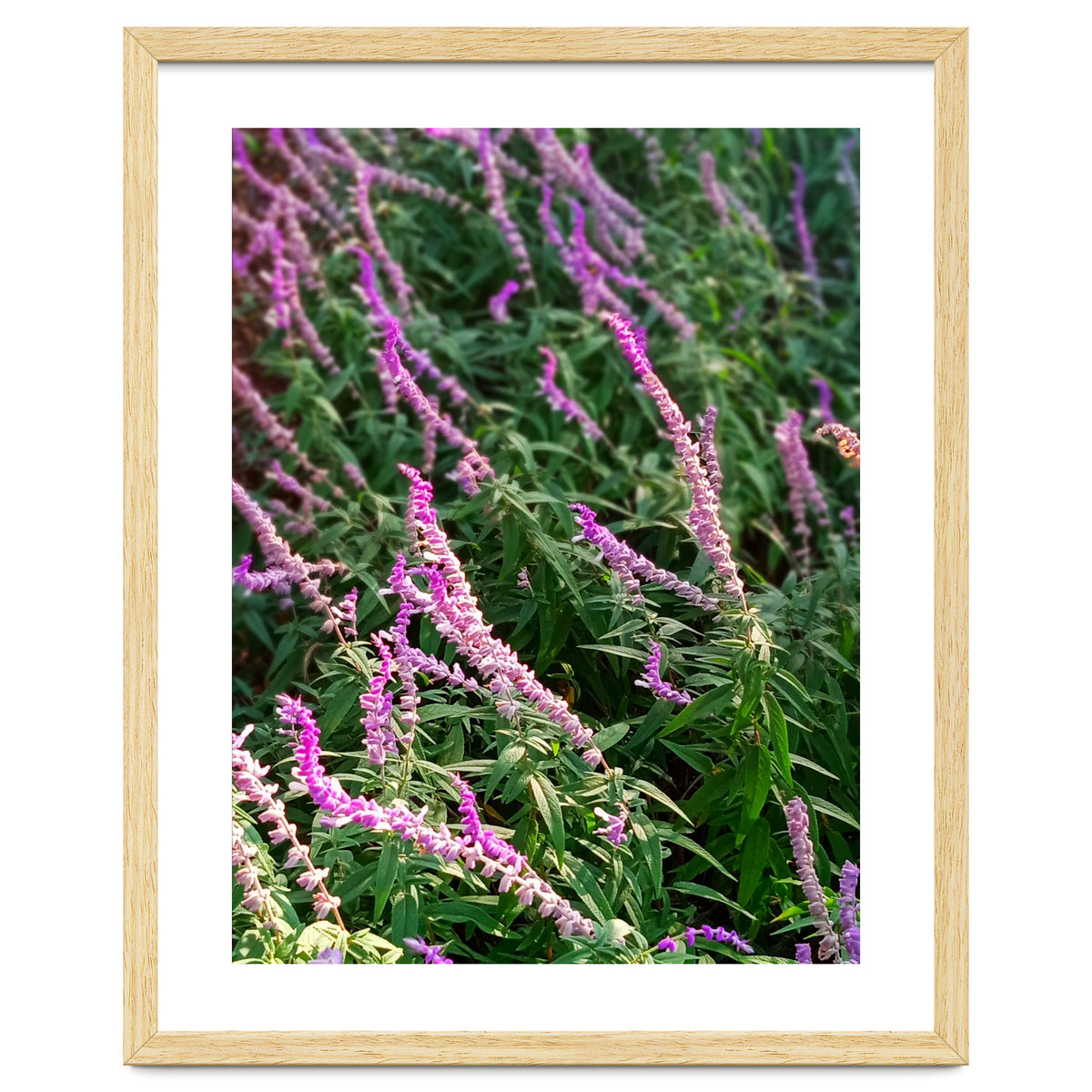 Lavender Flowers
