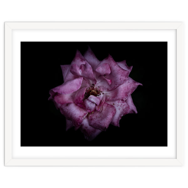 Backyard Flowers No 111 Color Version