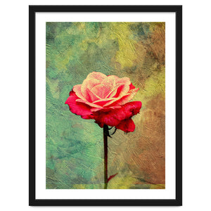 A Vibrant Red Rose by berwies