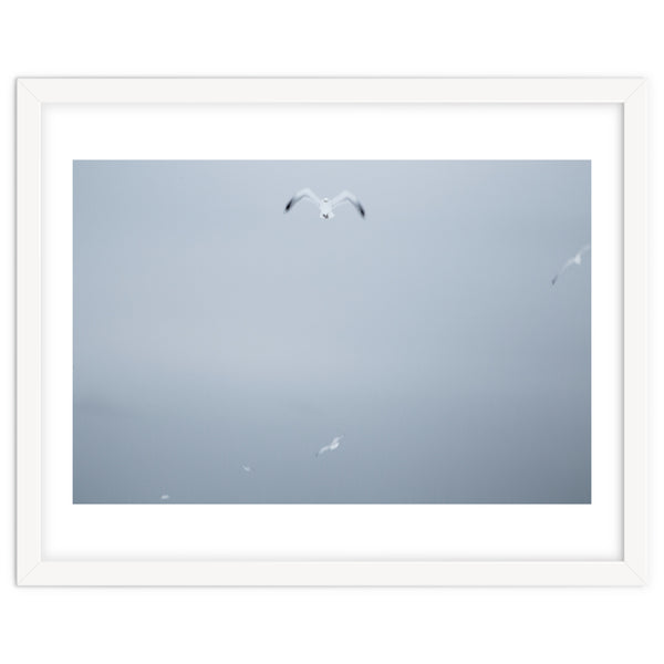 A flying seagull in the winter sky
