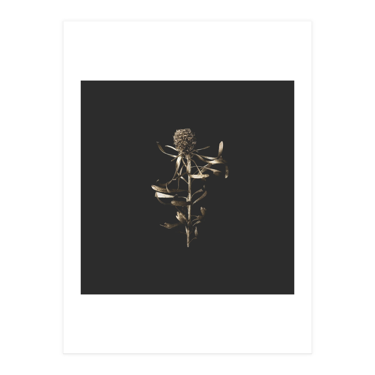 Golden Botanicals - Square (Print Only)