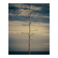 SEA AND TREE (Print Only)
