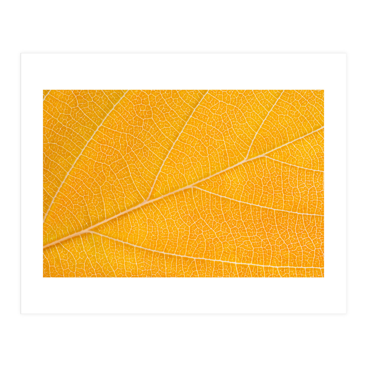 Autumn Leaf (Print Only)