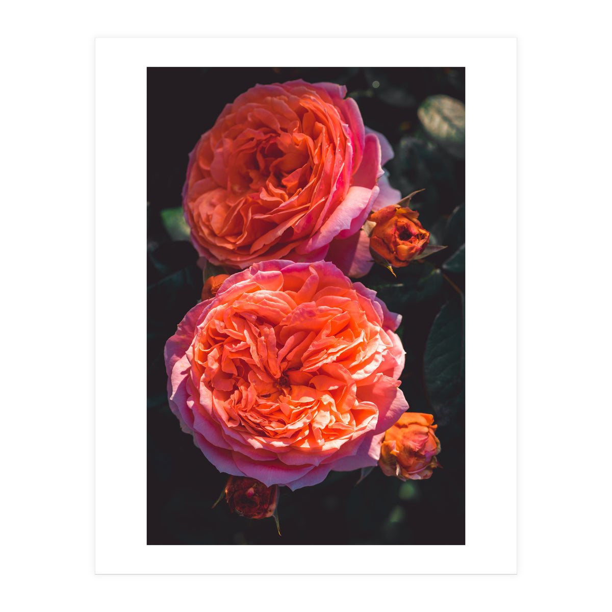 Rose Flowers (Print Only)