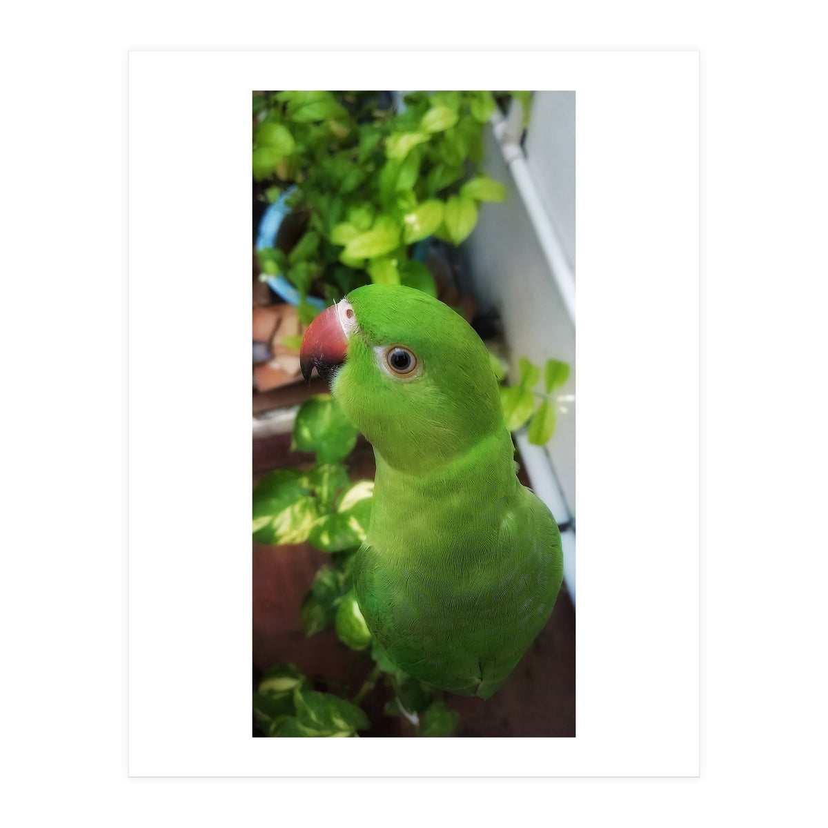 Gazing Parrot (Print Only)