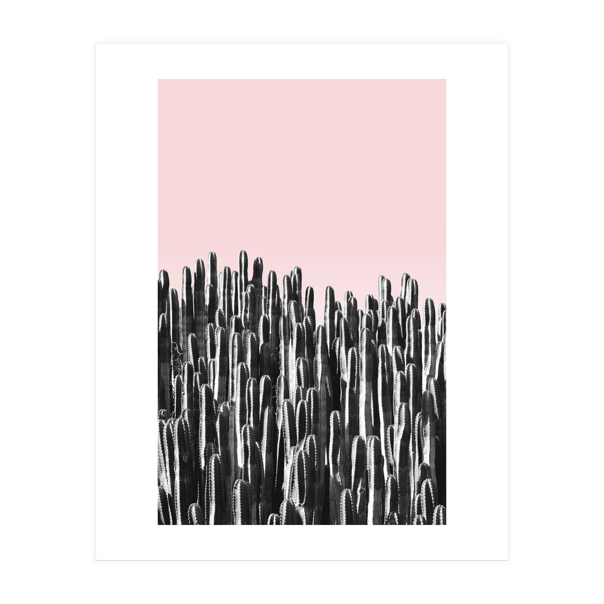 Cactus B&W & Sunset (Print Only)