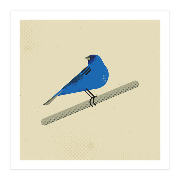 Indigo Bunting (Print Only)