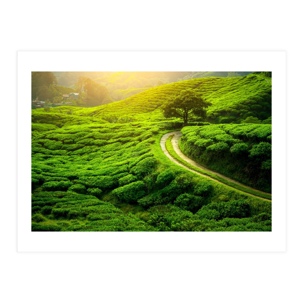 Nature (Print Only)