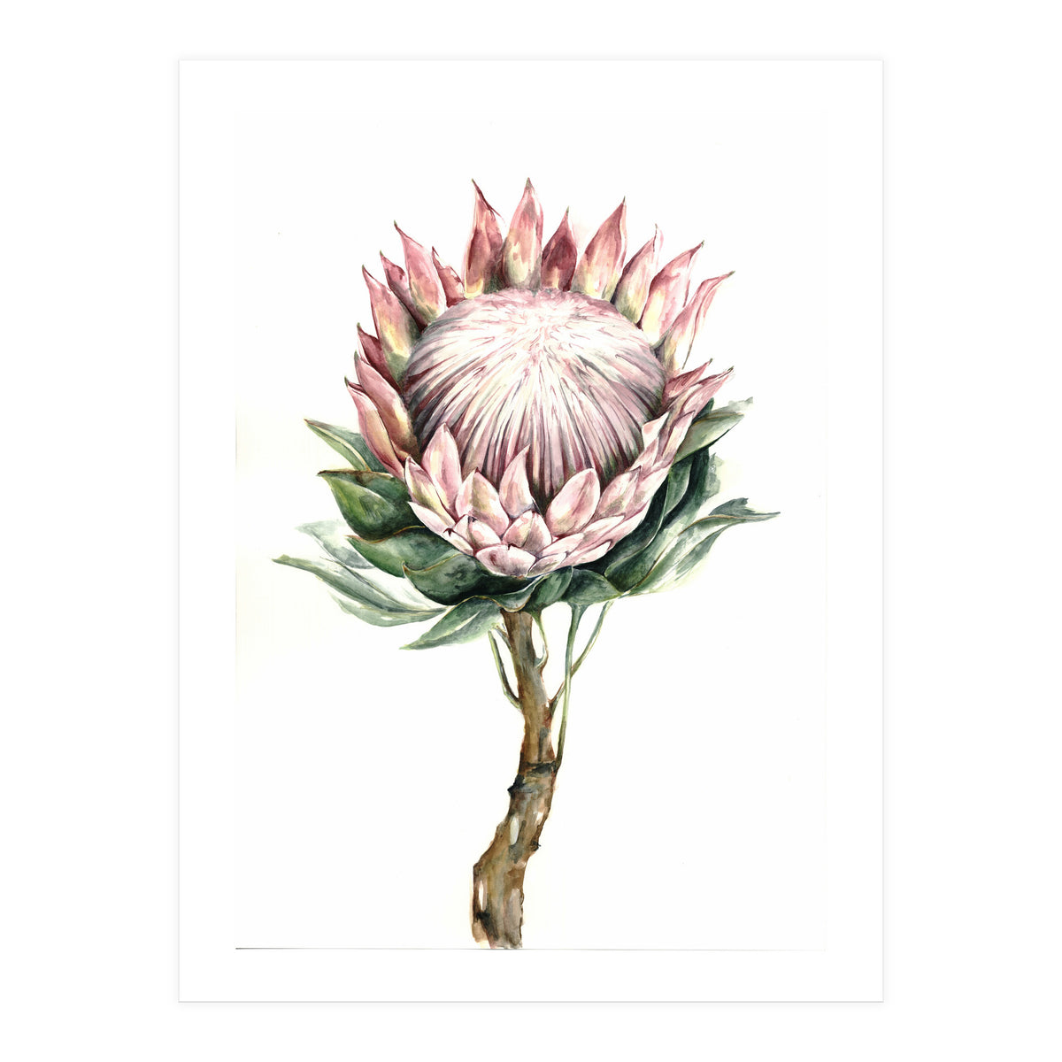 Protea (Print Only)
