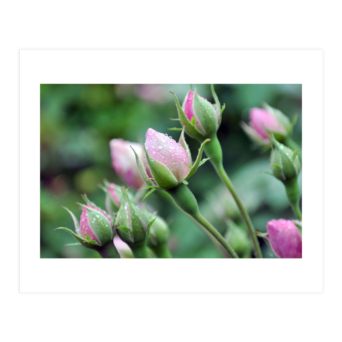 Roses (Print Only)