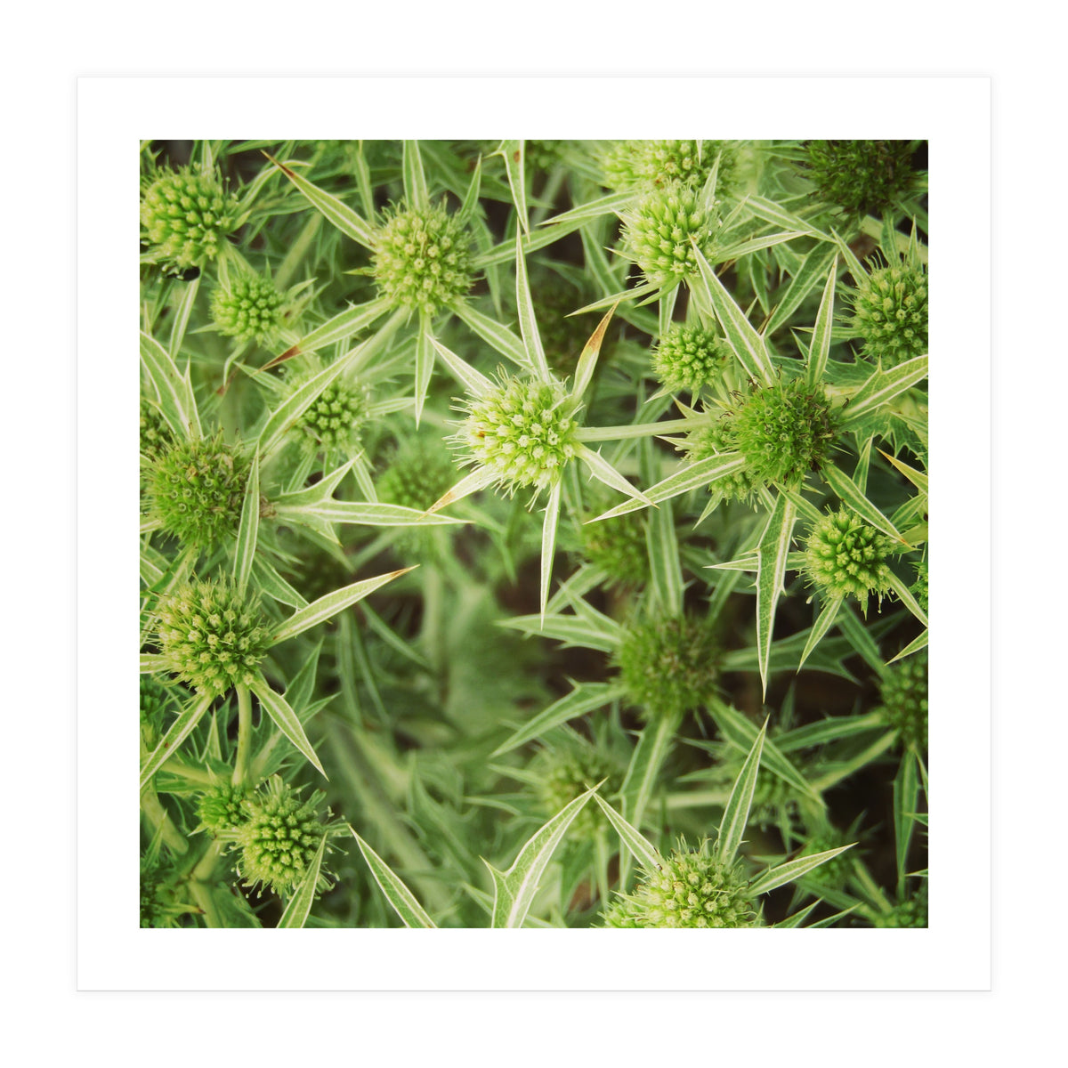 Green thistles (Print Only)