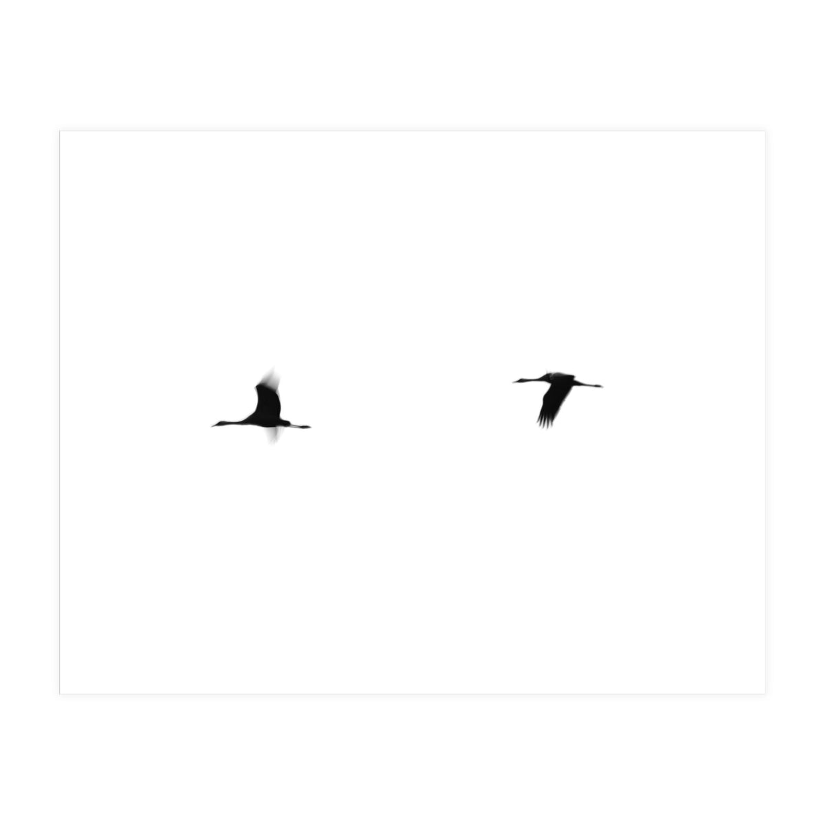 Crane(s) II (Print Only)