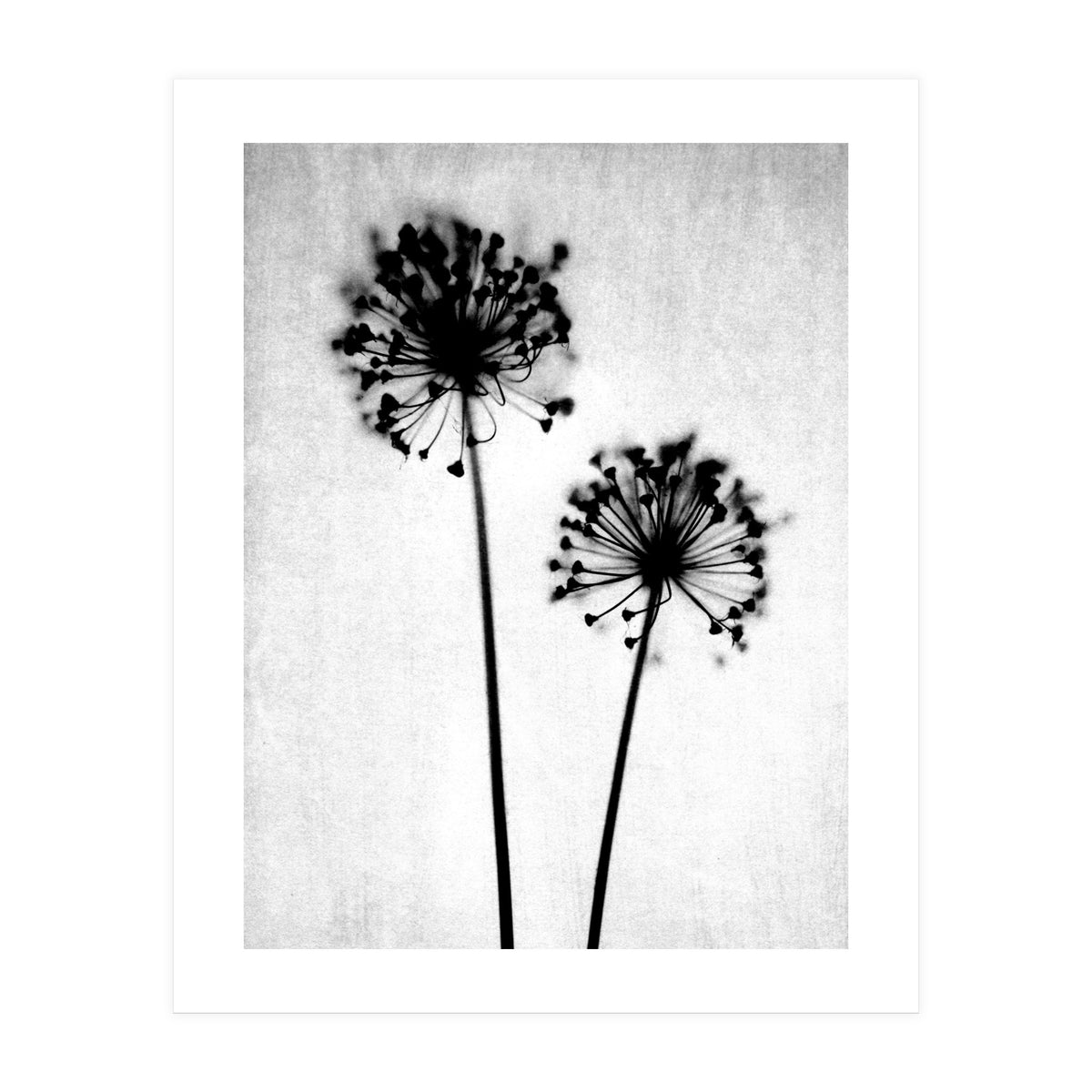 Dandelion (Print Only)