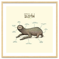Anatomy Of A Sloth