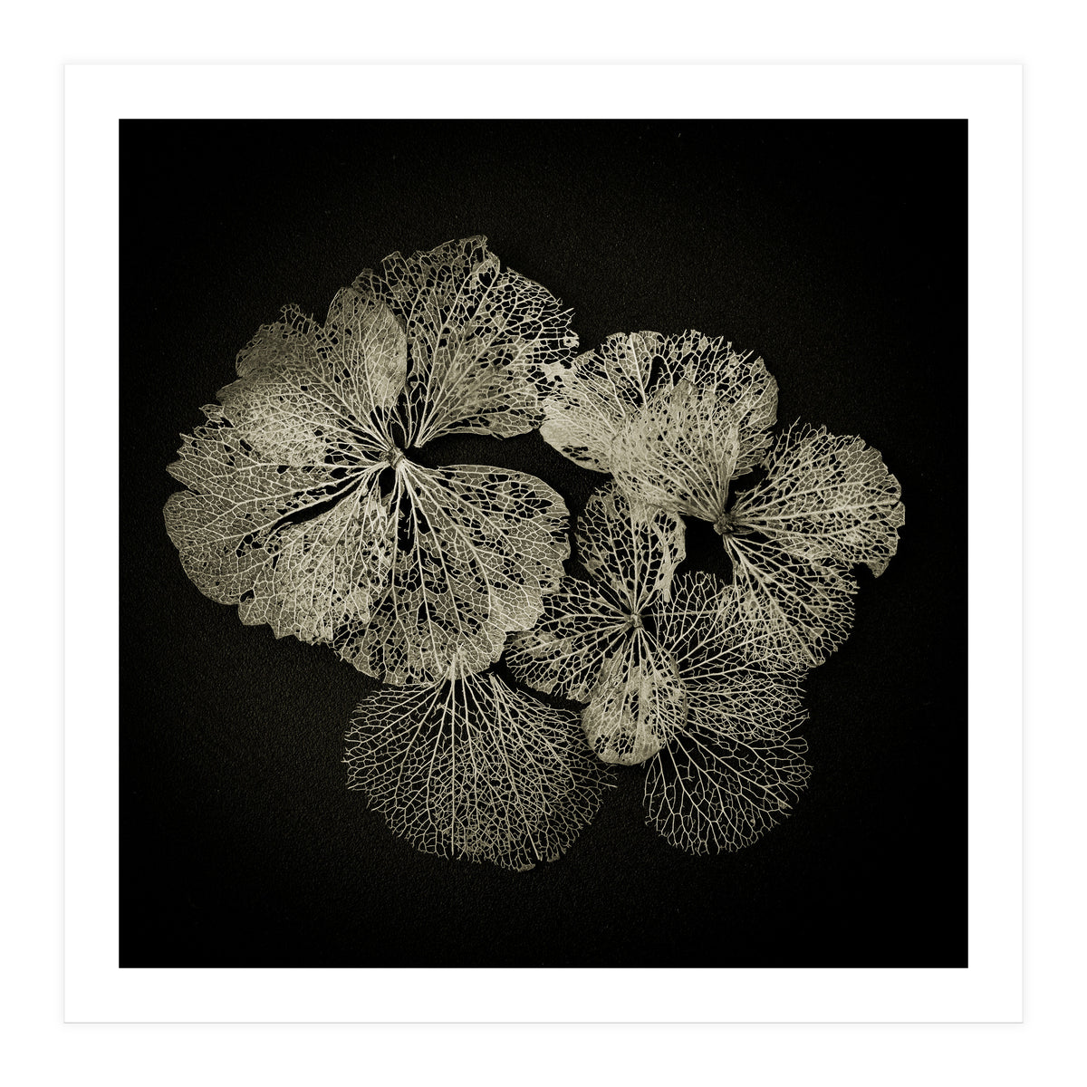 Hydrangea Petals (Print Only)