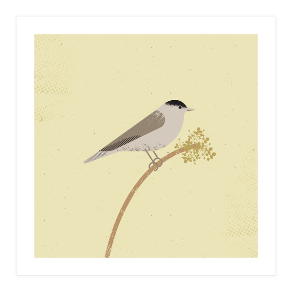 Blackcap (Print Only)