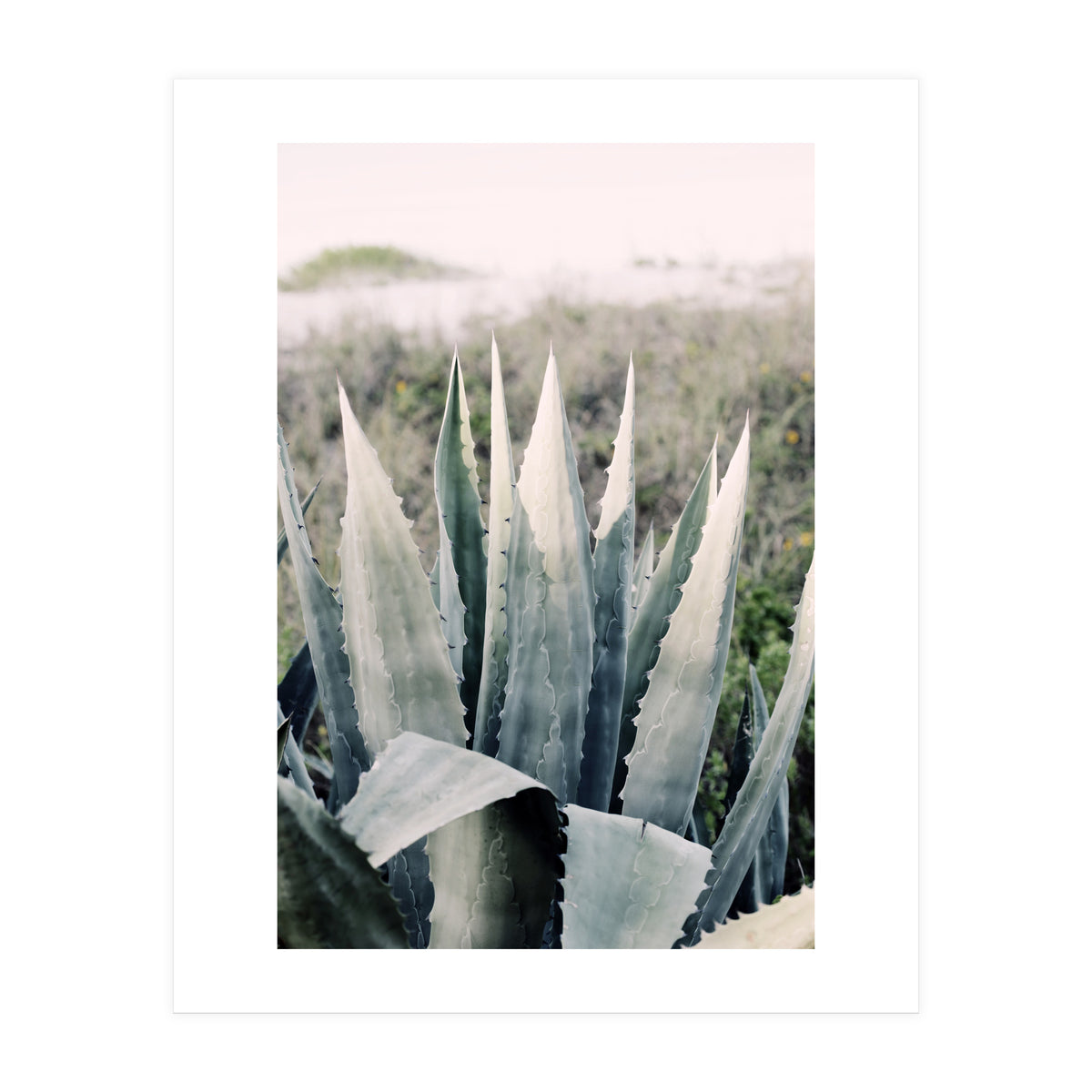 Pale Agave (Print Only)