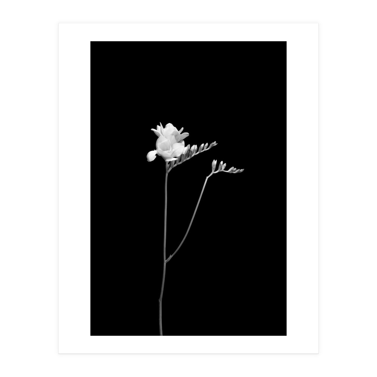 Freesia | dark design (Print Only)