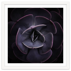 DARKSIDE OF SUCCULENTS VIII by Pia Schneider