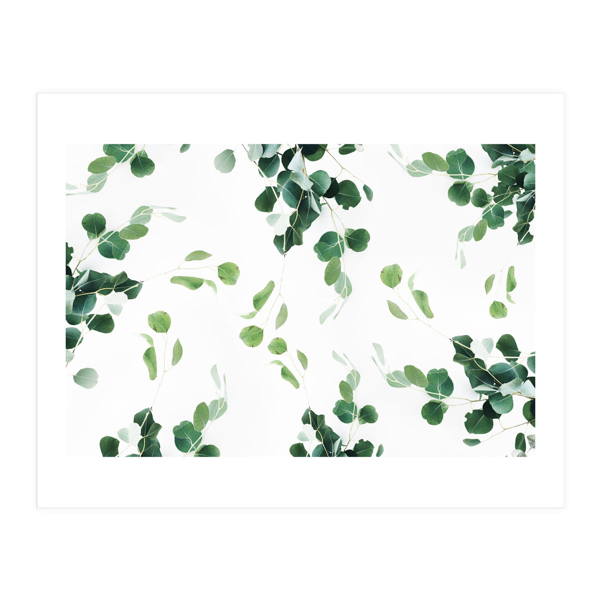 Botanical Celebration (Print Only)