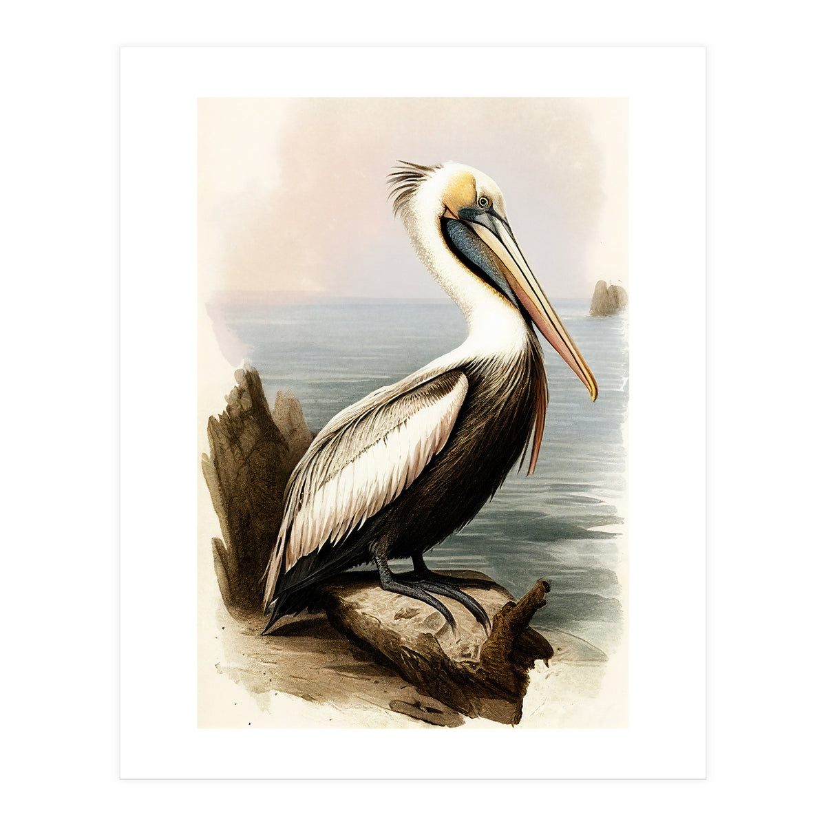 Pelican on the Shoreline Vintage Painting (Print Only)