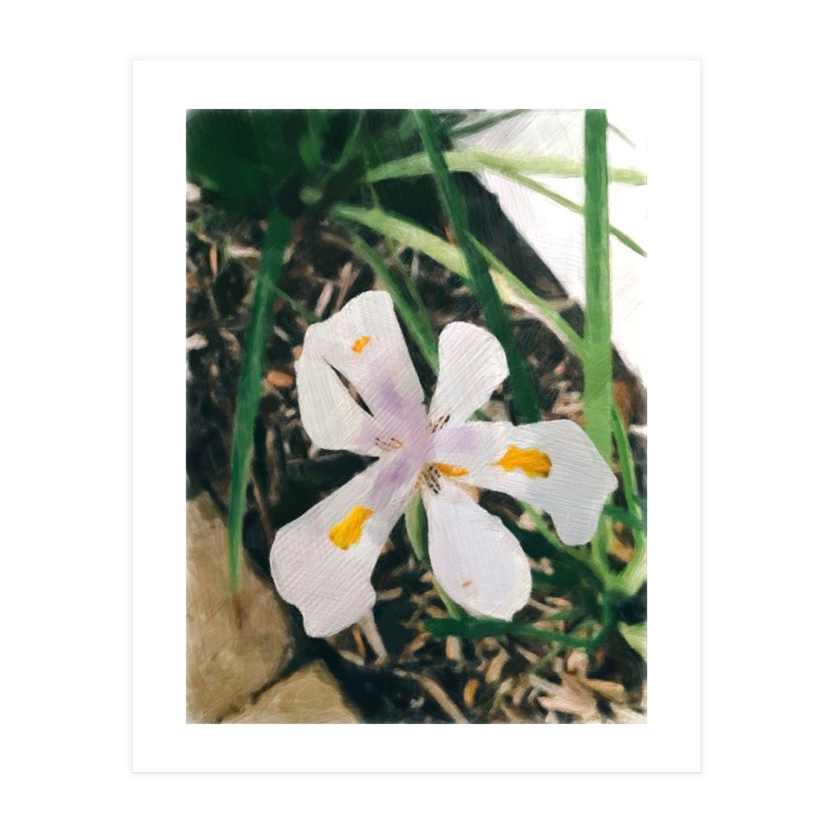 Lily (Print Only)