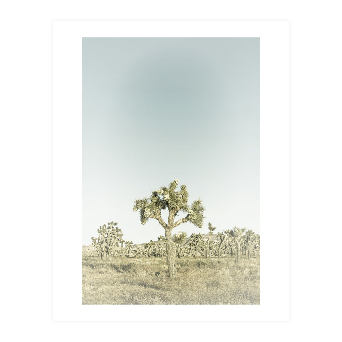 Vintage Joshua Tree (Print Only)