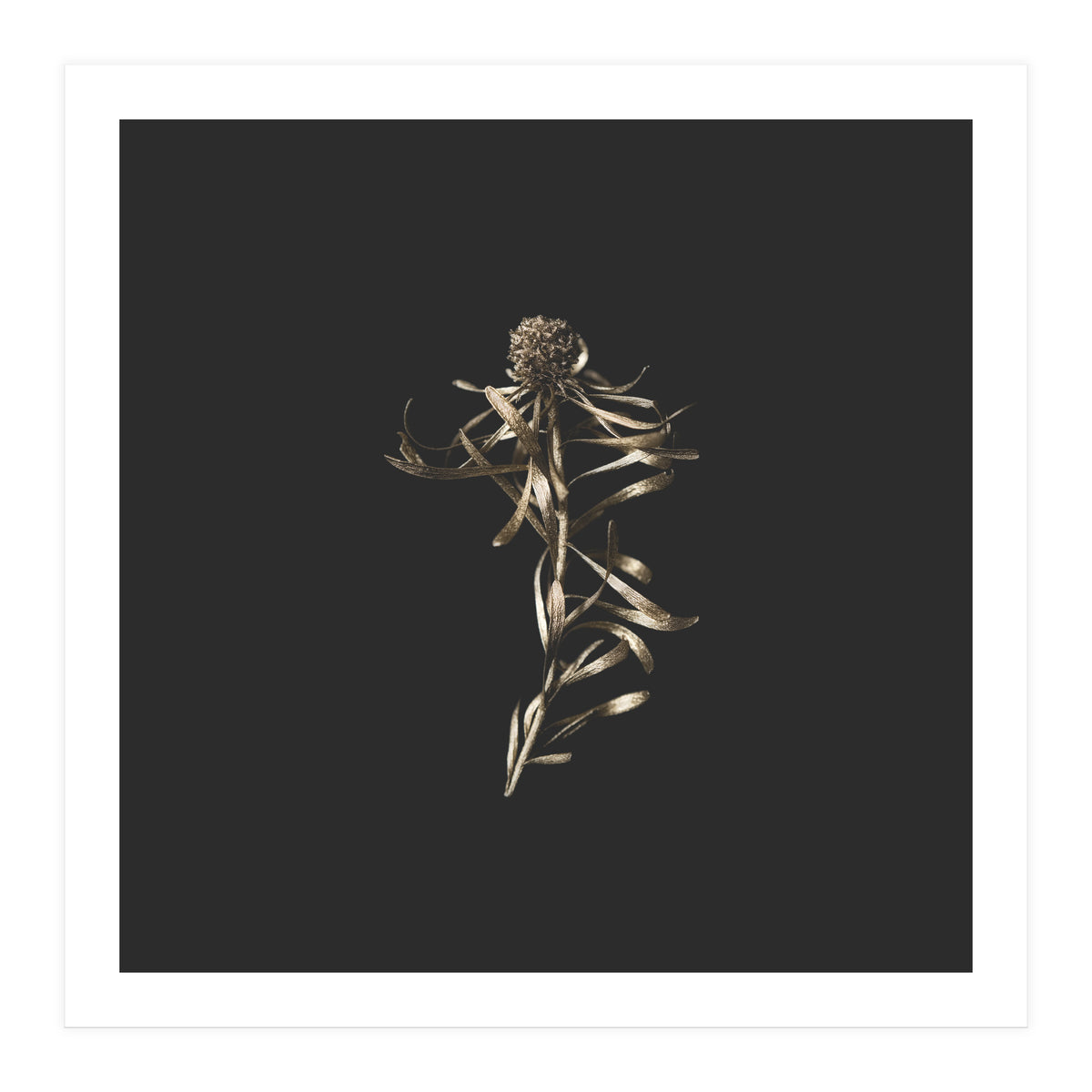 Magical Golden Fynbos - Square (Print Only)
