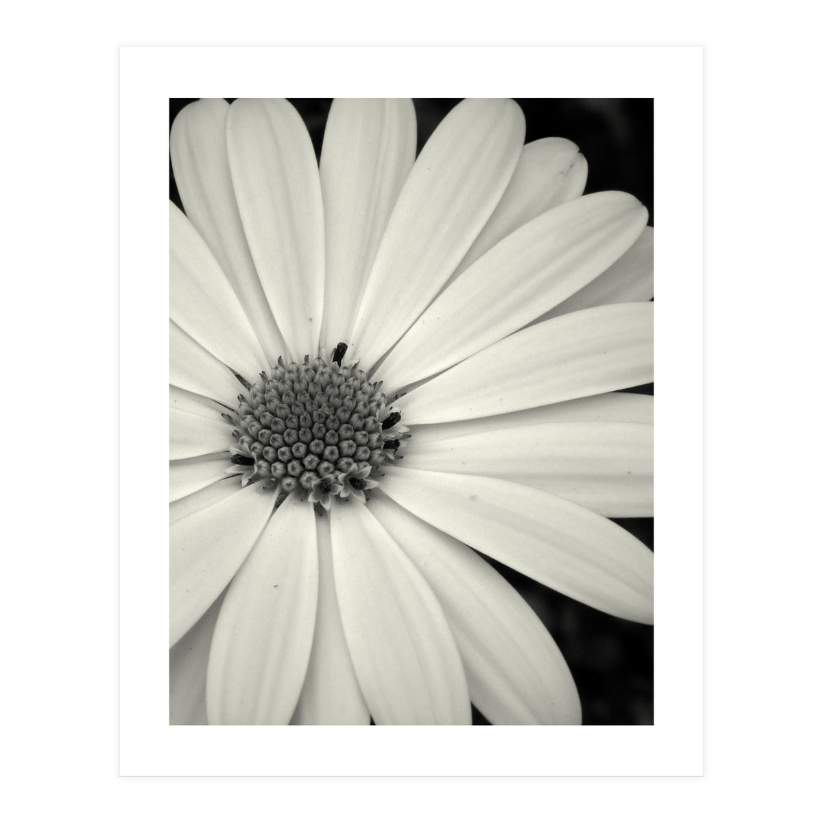 Simplicity (Print Only)
