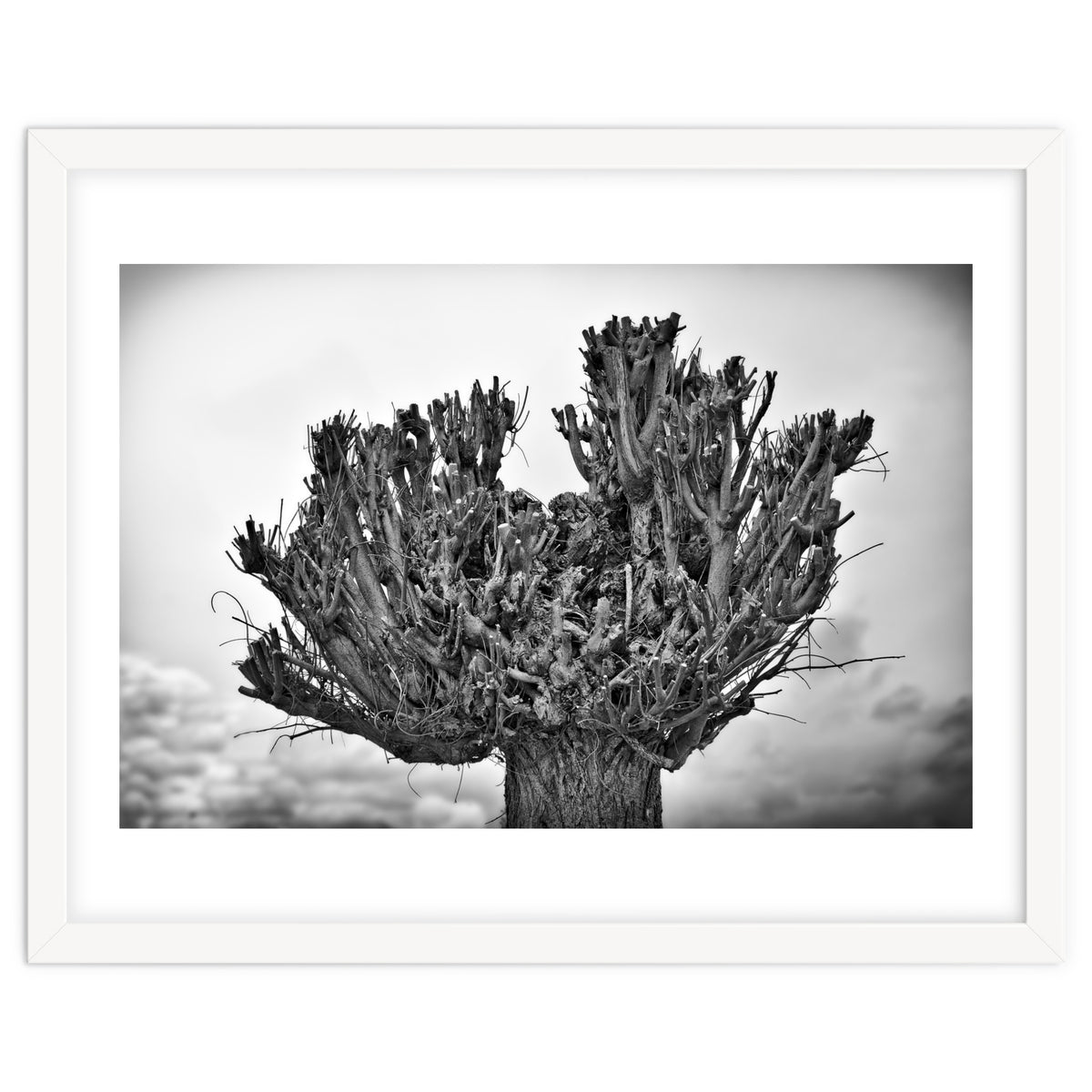 Cut down tree top