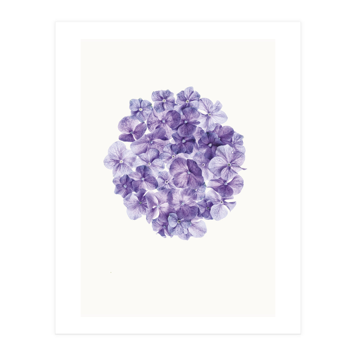 Cc Flower 01 (Print Only)