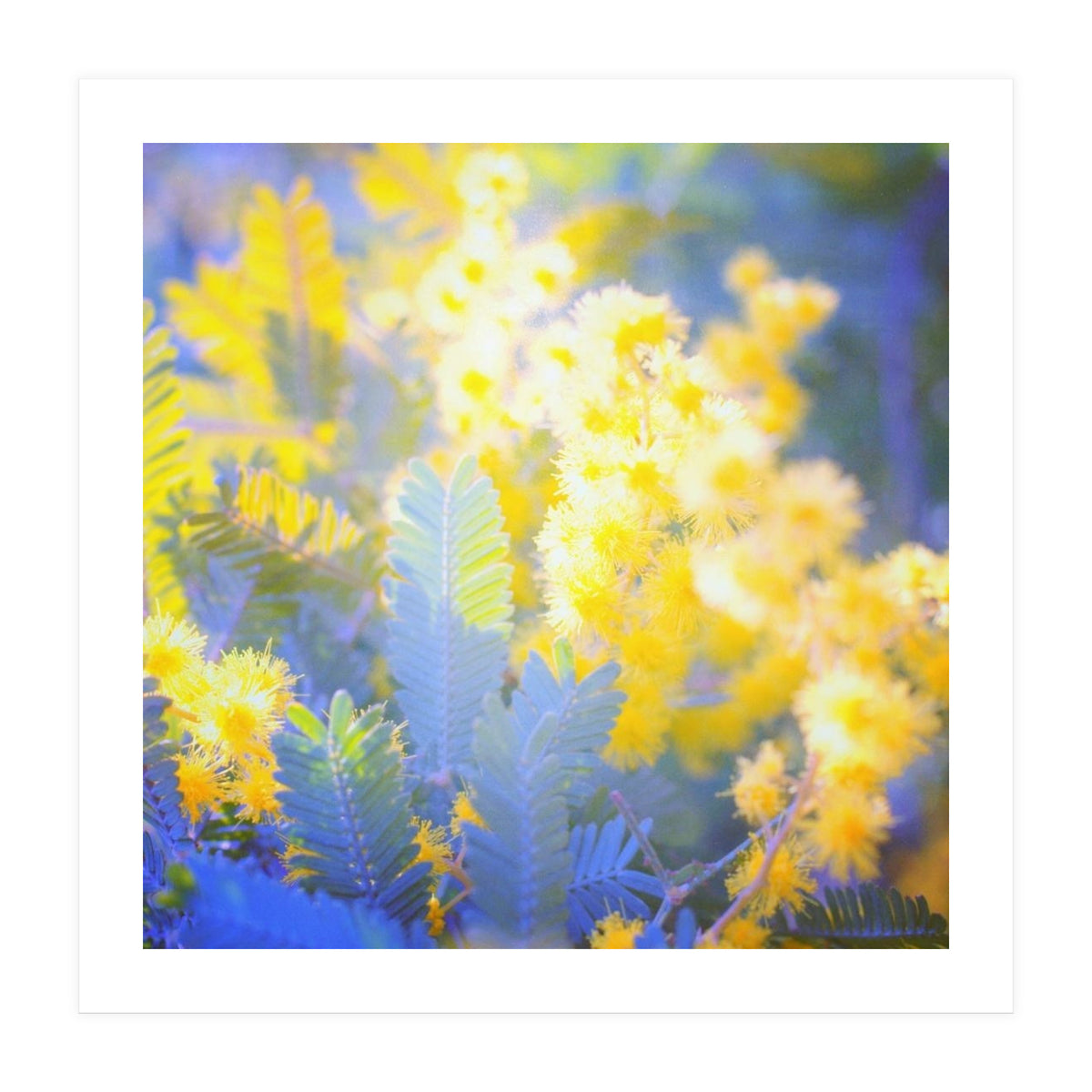 Yellow shiny flowers (Print Only)