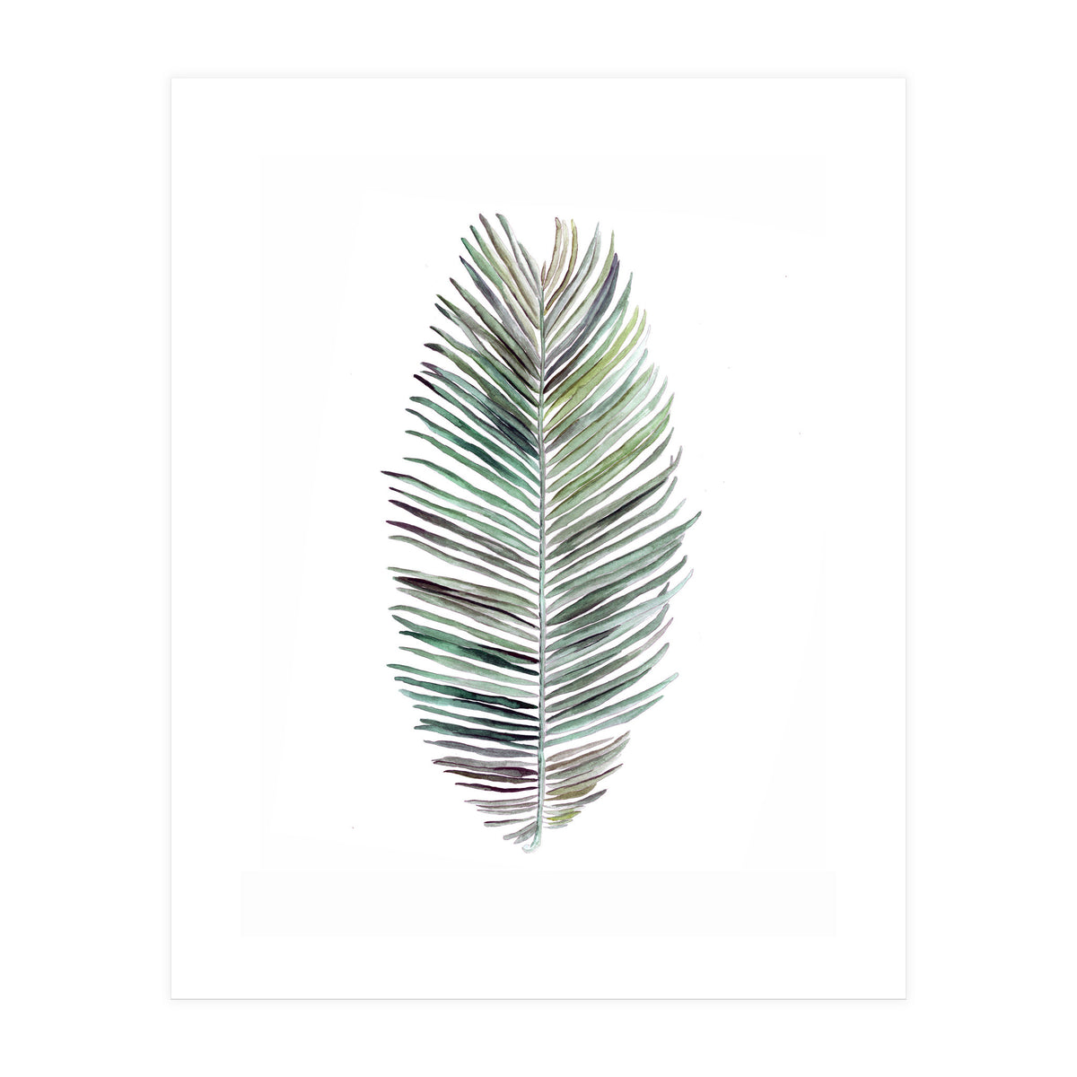 Botanical Illustration Cocos Palm (Print Only)