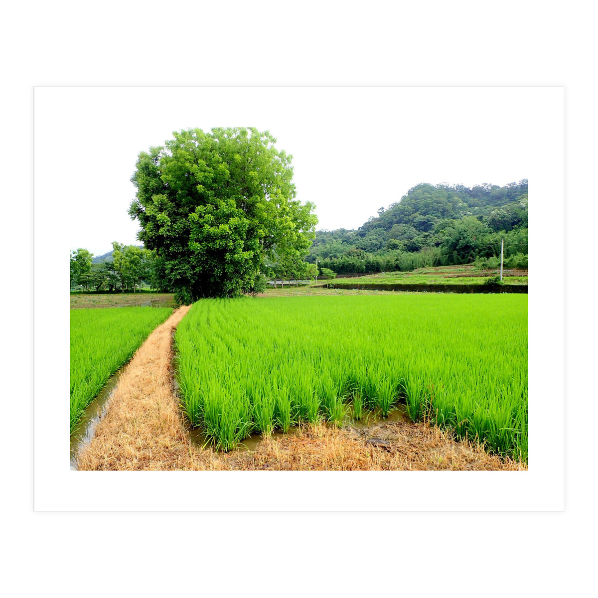 Path (Print Only)