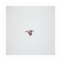 Solo Flight (Print Only)
