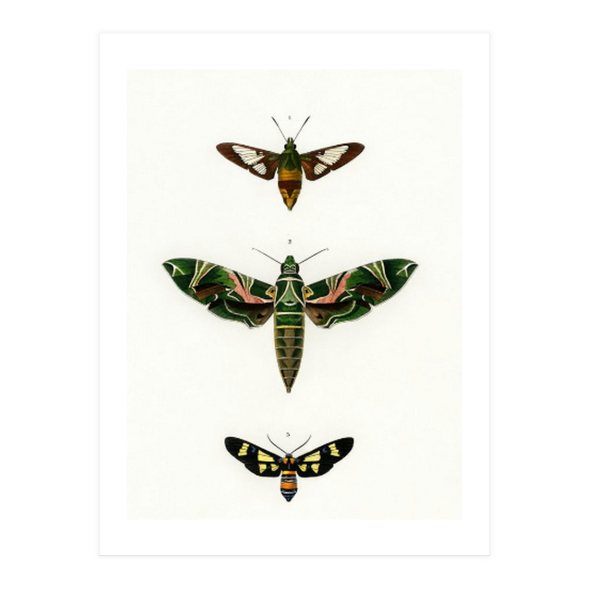 Different types of moths illustrated (Print Only)