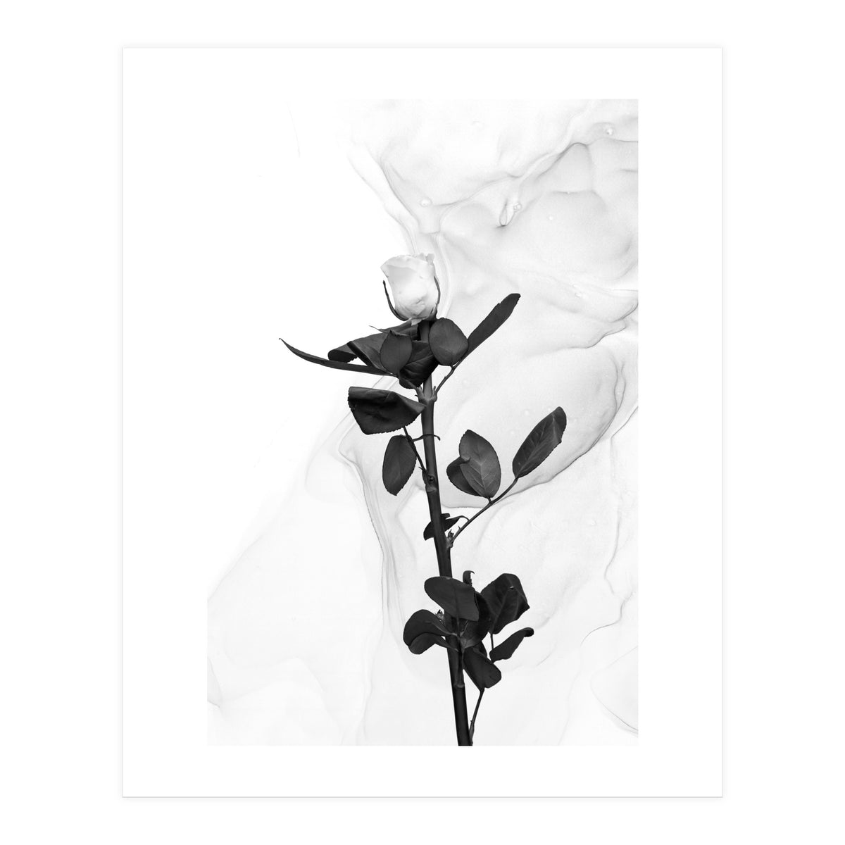 White Rose | Liquid Art (Print Only)