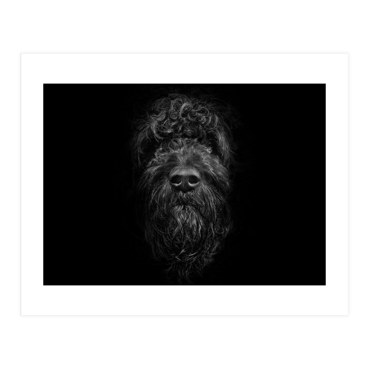 Ziggy Portrait No 2 (Print Only)