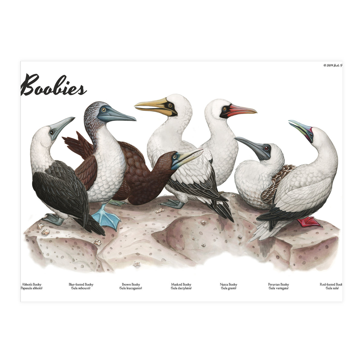 Boobies (Print Only)