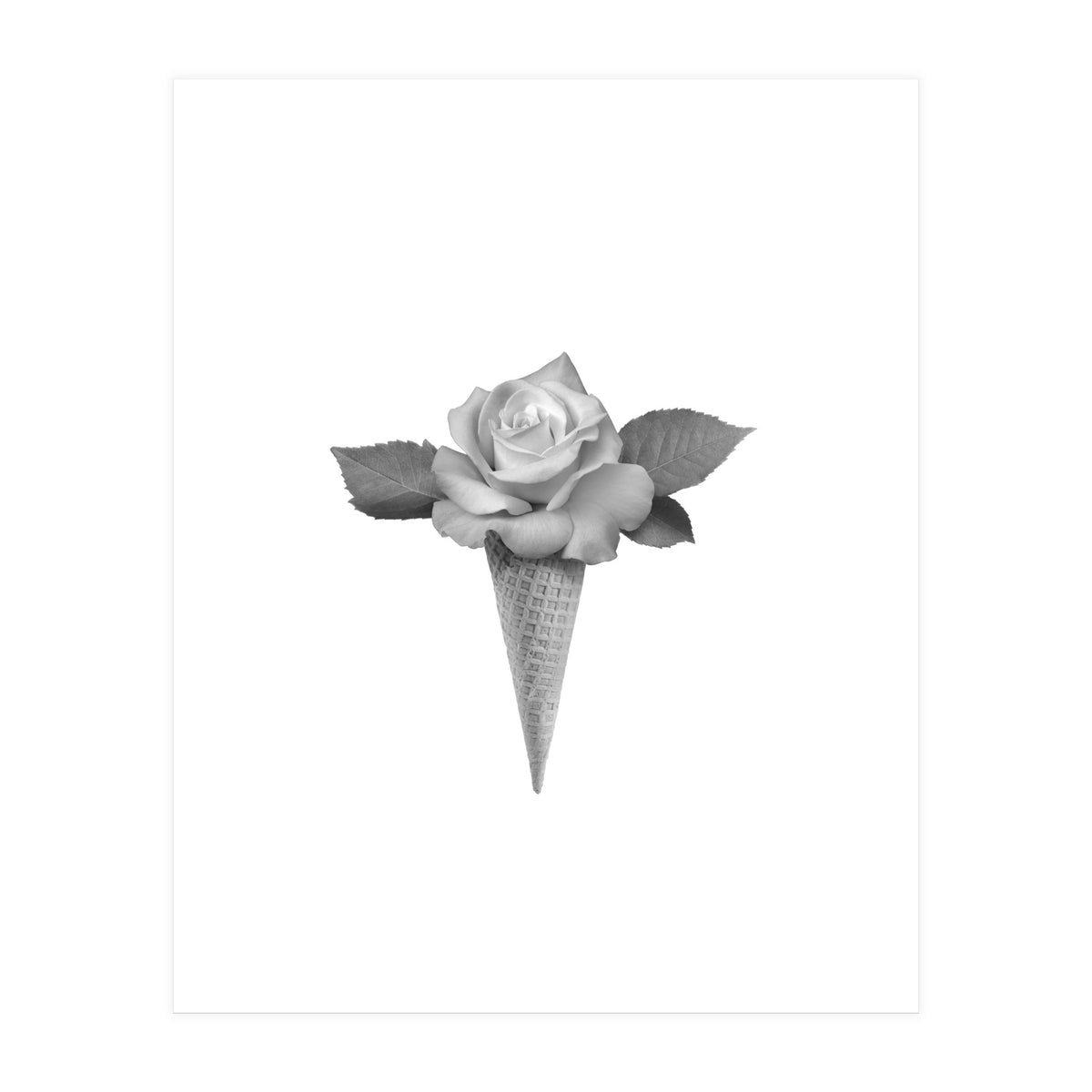 Rosecream (Print Only)