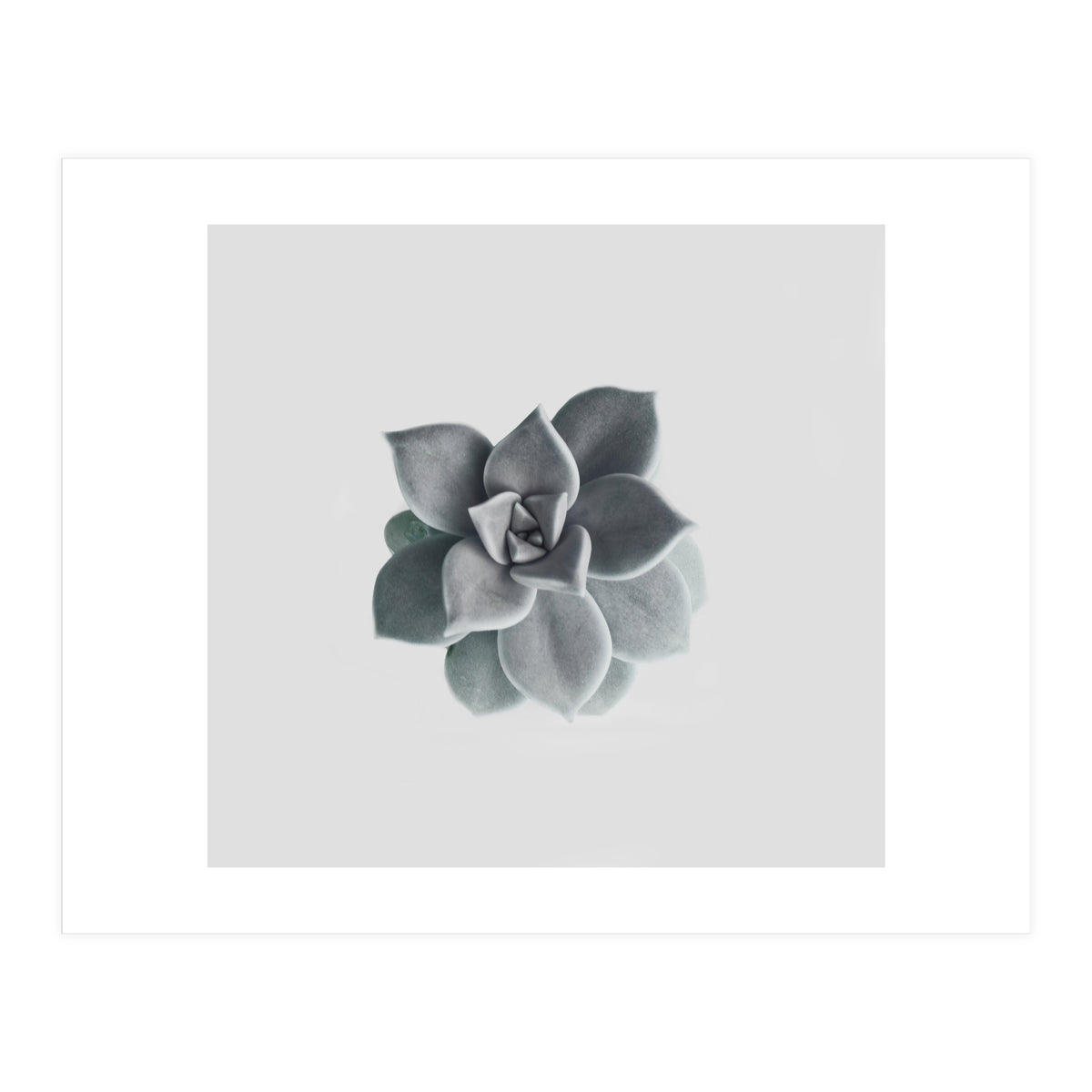 Succulent (Print Only)