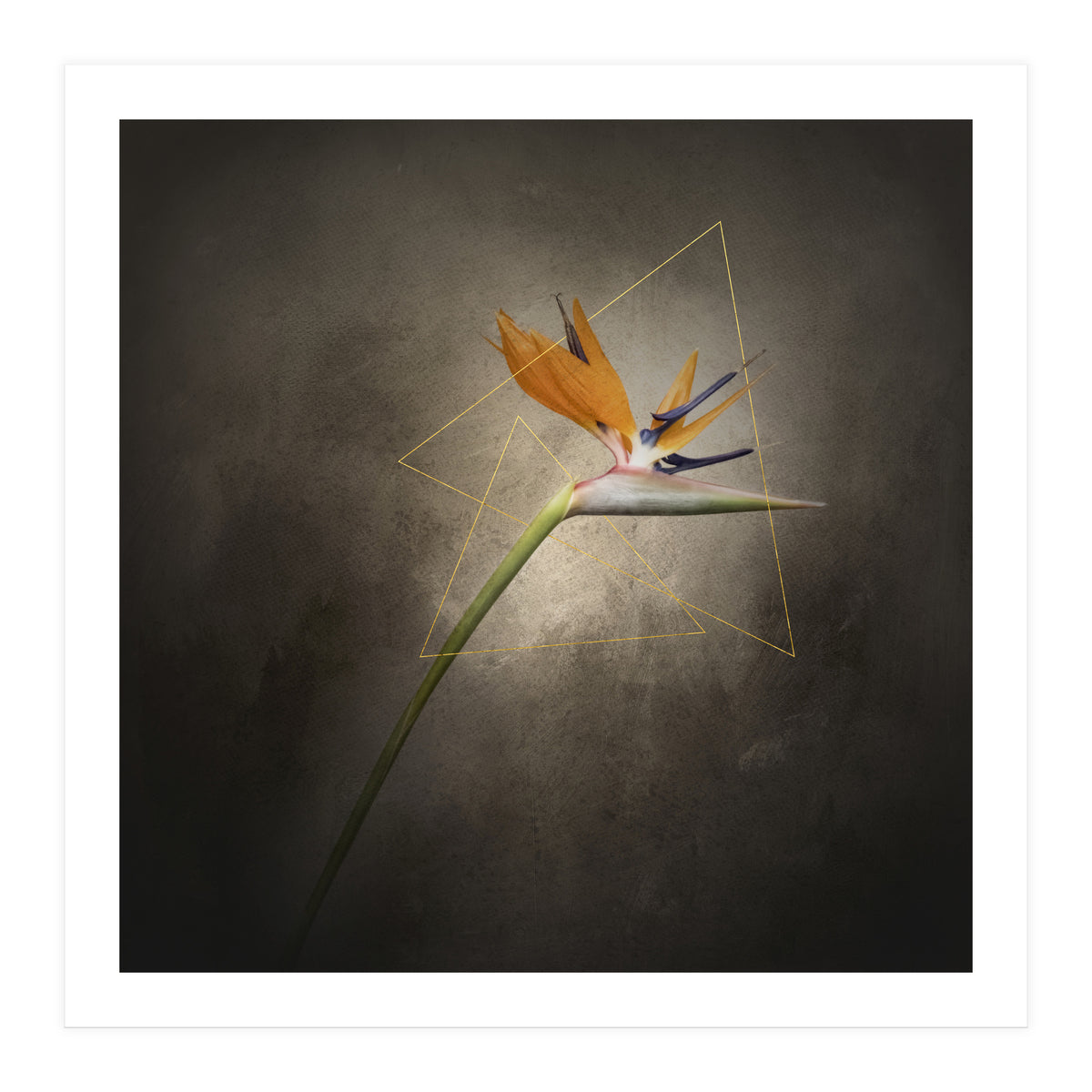 Graceful flower - Strelitzia | vintage style (Print Only)