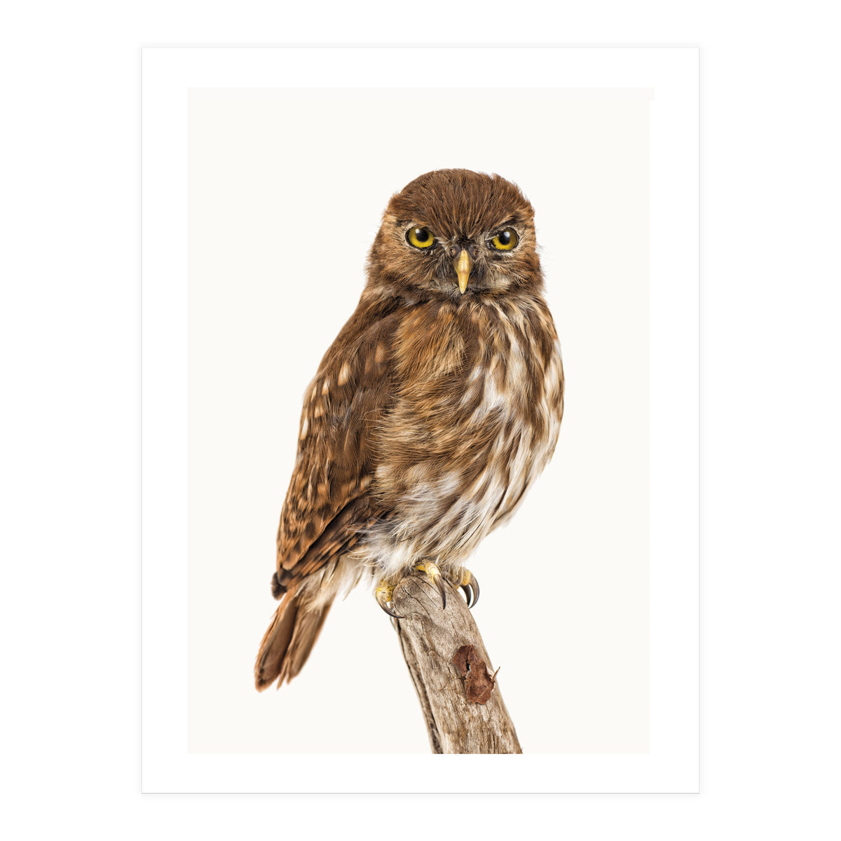 Cc Birds 10 (Print Only)
