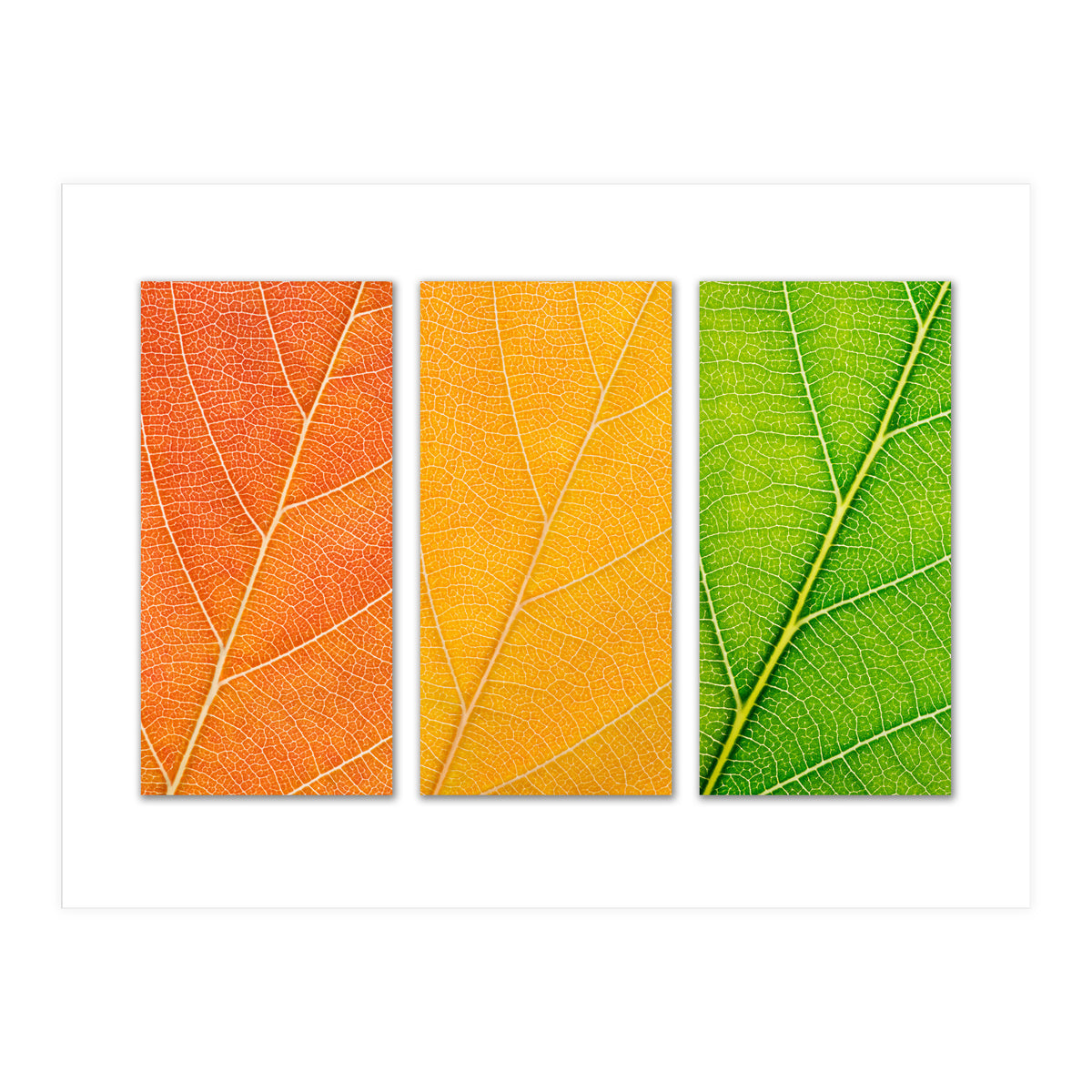 Autumn Leaves (Print Only)
