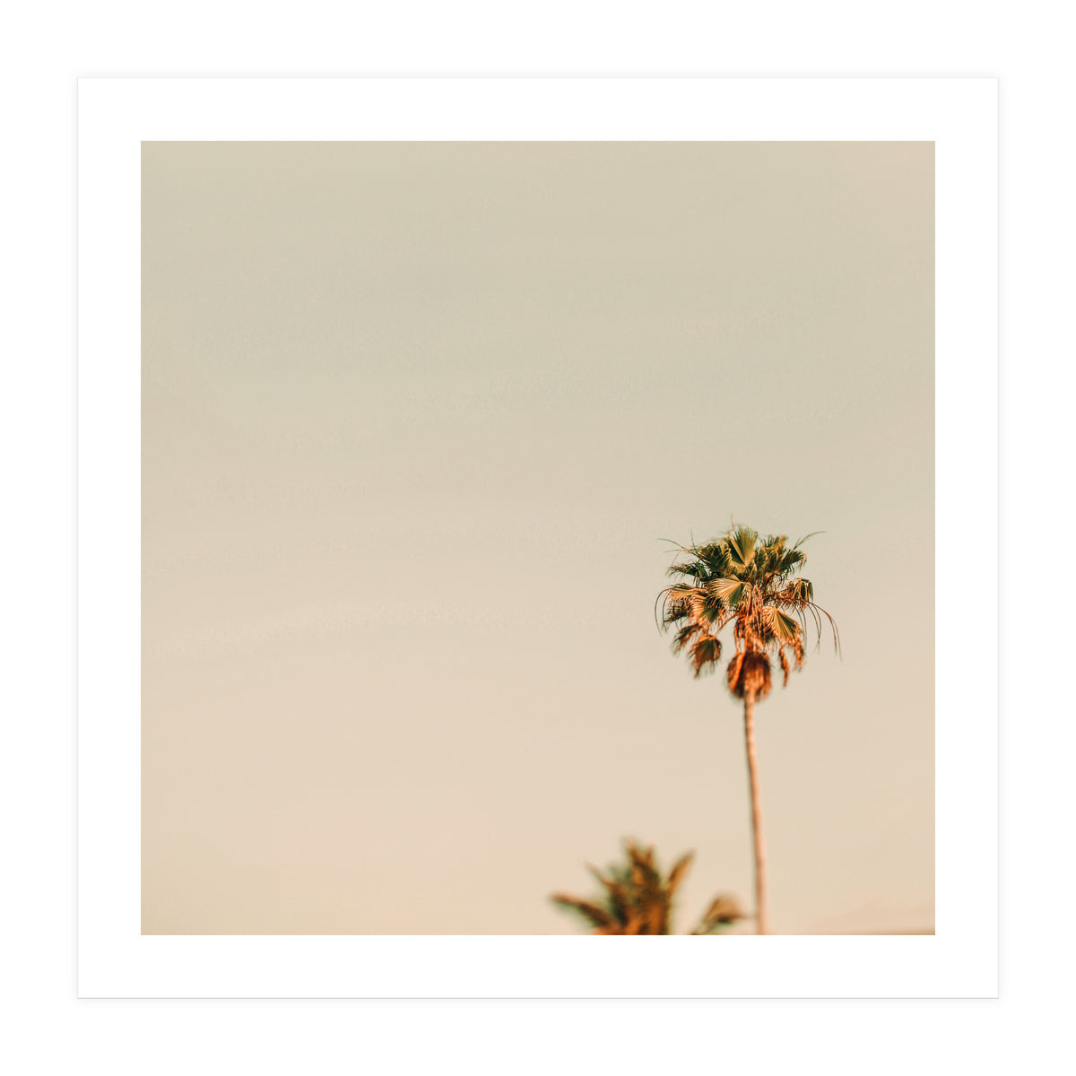 Minimal Palms (Print Only)